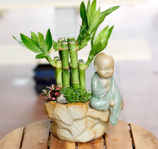 Giải Mã Câu Hỏi: Bàn Làm Việc Nên Để Cây Gì? 3 Cây Trúc Phú quý hợp để bàn người mệnh Kim