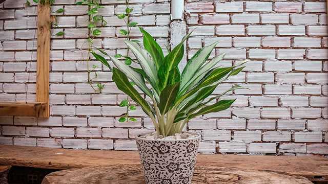 Giải Mã Câu Hỏi: Bàn Làm Việc Nên Để Cây Gì? 12 Cây để bàn hợp với người mệnh Hỏa