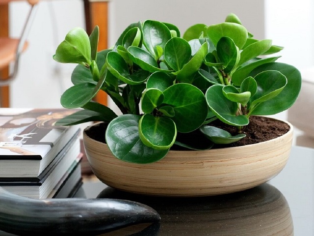 Giải Mã Câu Hỏi: Bàn Làm Việc Nên Để Cây Gì? 7 Chọn cây trường sinh cho người mệnh Mộc