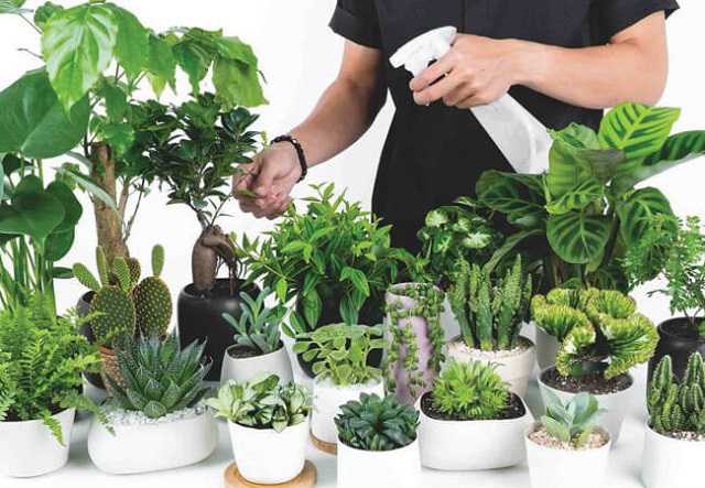 Giải Mã Câu Hỏi: Bàn Làm Việc Nên Để Cây Gì? 2 Giải mã câu hỏi bàn làm việc nên để cây gì?