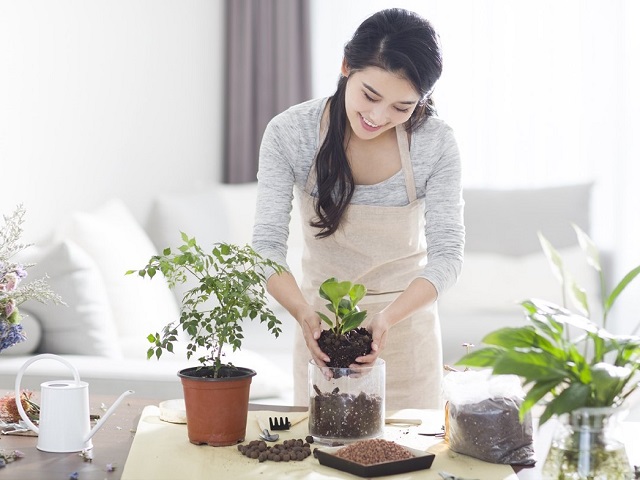 Giải Mã Câu Hỏi: Bàn Làm Việc Nên Để Cây Gì? 17 Sử dụng phân ít rửa trôi để bón cho cây để bàn