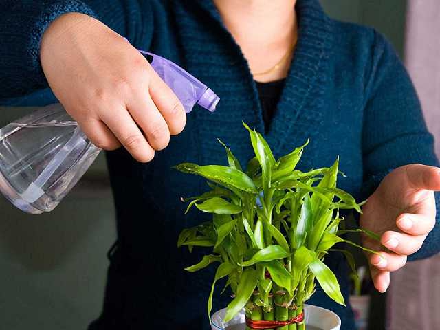 Giải Mã Câu Hỏi: Bàn Làm Việc Nên Để Cây Gì? 16 Tưới ít nước cho cây