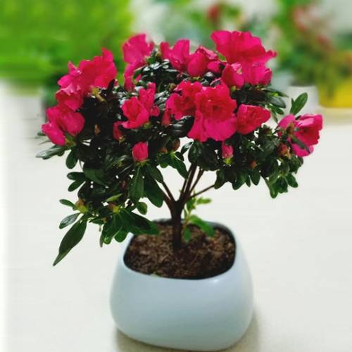 Tổng hợp các mẫu cây để bàn làm việc hợp mệnh thổ 2023 6 Cây đỗ quyên để bàn