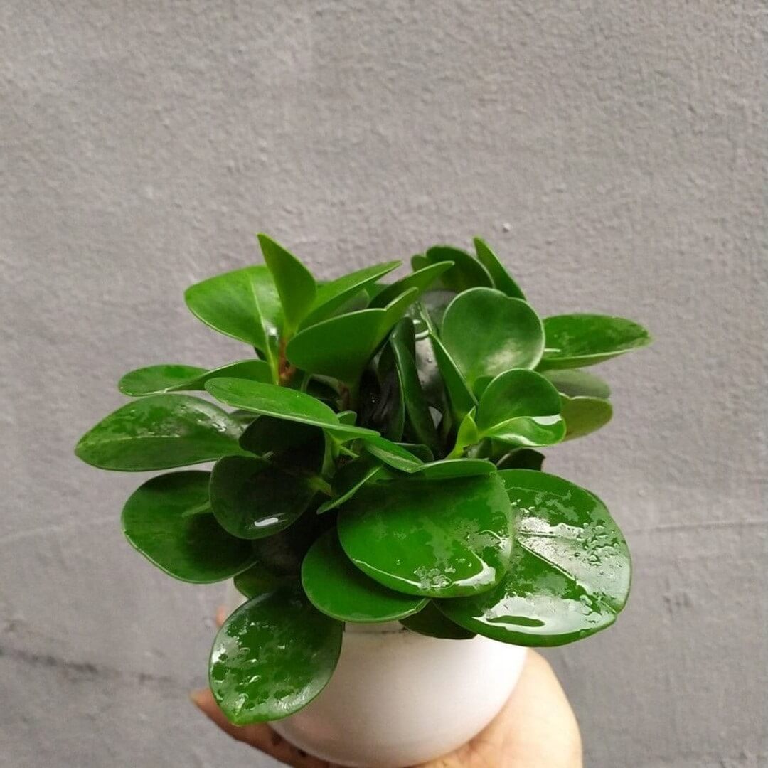Tổng hợp các mẫu cây để bàn làm việc hợp mệnh thổ 2023 15 Cây trường chậu nhỏ