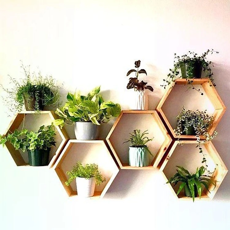 Kệ tổ ong gồm tổ hợp 5 kệ lục giác có thể để cây cảnh hoặc đồ decor tùy thích