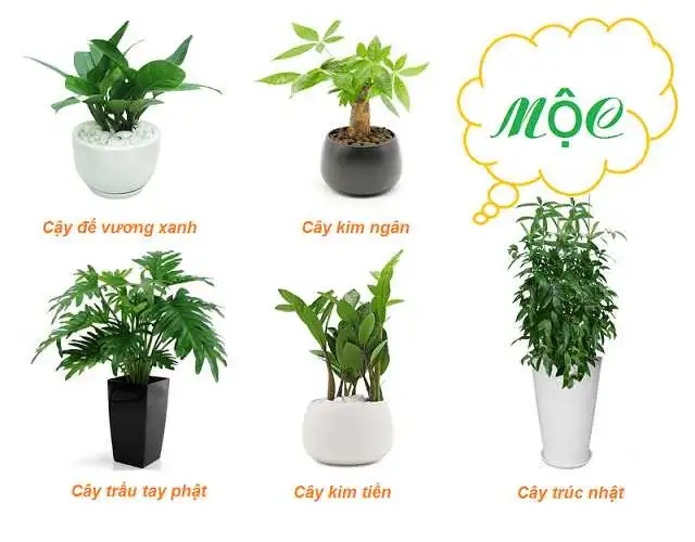 Bỏ túi các loại cây để bàn làm việc hợp mệnh Mộc Bỏ túi các loại cây để bàn làm việc hợp mệnh Mộc