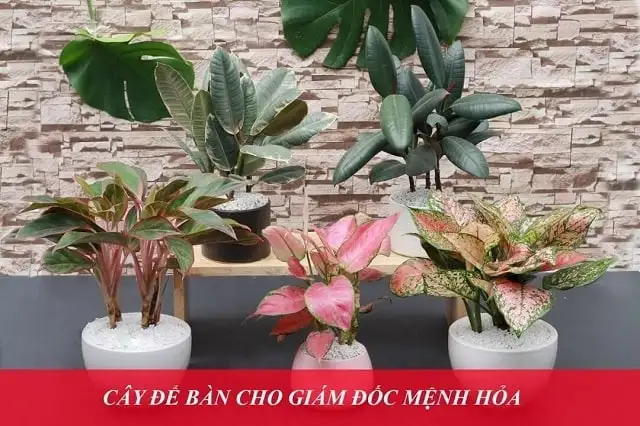 Bỏ túi danh sách các loại cây để bàn làm việc hợp mệnh Hỏa Bỏ túi danh sách các loại cây để bàn làm việc hợp mệnh Hỏa