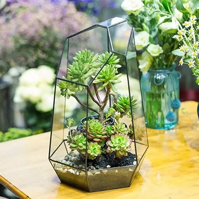 Bỏ túi ngay Top những loại cây để bàn làm việc hợp mệnh Kim Bỏ túi ngay Top những loại cây để bàn làm việc hợp mệnh Kim