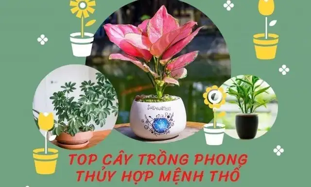 Cây để bàn làm việc hợp mệnh thổ Cây để bàn làm việc hợp mệnh thổ