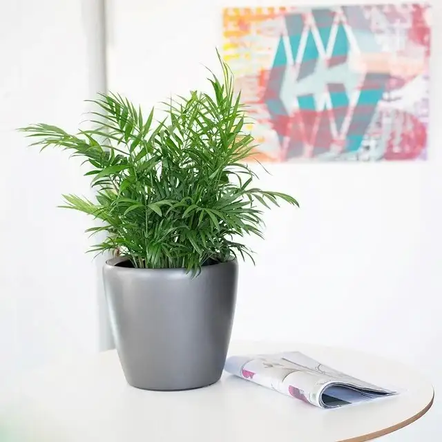 Cau Tiểu Trâm Cau Tiểu Trâm