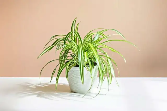 Cây Dây Nhện Cây Dây Nhện