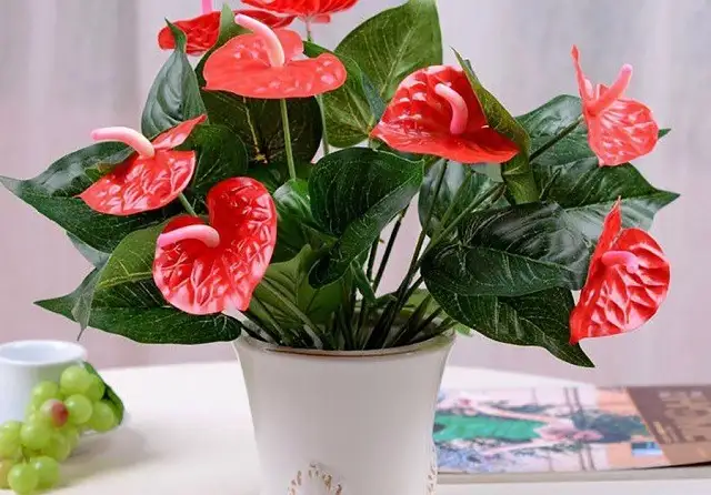 Cây Hồng Môn Cây Hồng Môn