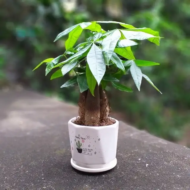 Cây Kim Ngân Cây Kim Ngân
