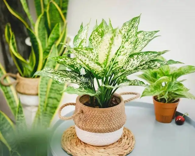 Cây Ngọc Ngân Cây Ngọc Ngân