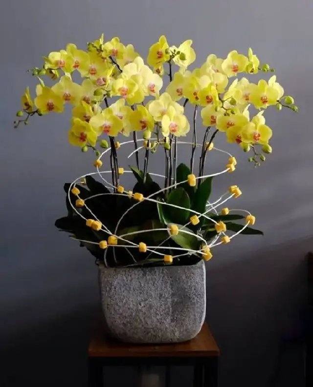 Cây Phong Lan Vàng Cây Phong Lan Vàng