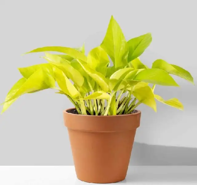 Cây Trầu Bà Vàng Cây Trầu Bà Vàng