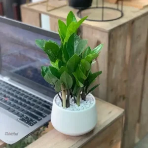 Cây kim tiền - Loài cây để bàn làm việc hợp mệnh Thủy