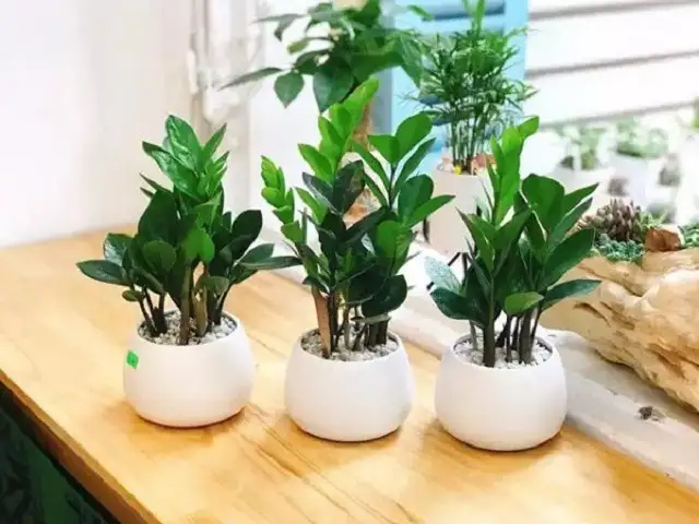 Cây kim tiền Cây kim tiền
