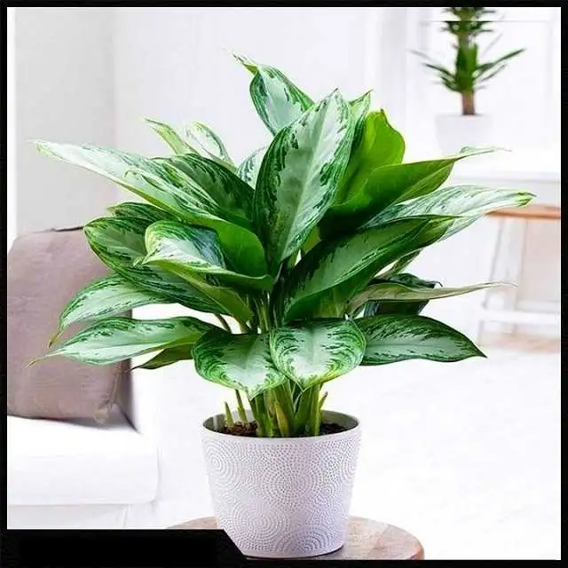 Cây ngân hậu để bàn hợp người mệnh Mộc Cây ngân hậu để bàn hợp người mệnh Mộc