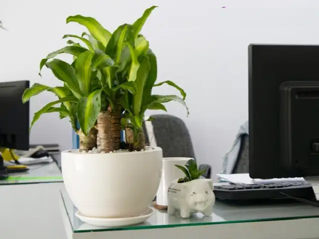 Cây phát tài khúc Cây phát tài khúc