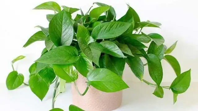 Cây trầu bà xanh Cây trầu bà xanh