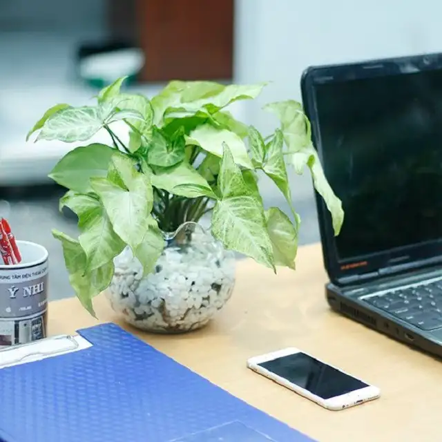 Cây tróc bạc - Loài cây đẹp hợp với người mệnh Thủy Cây tróc bạc - Loài cây đẹp hợp với người mệnh Thủy