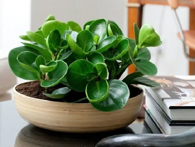 Cây trường sinh để bàn làm việc Cây trường sinh để bàn làm việc