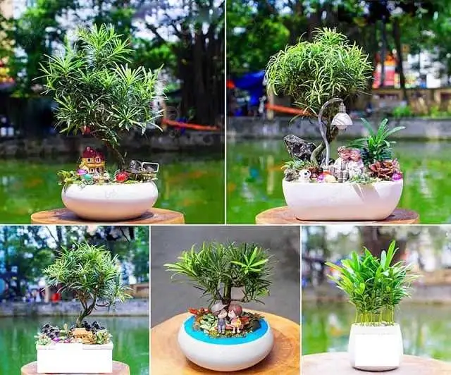 Cây tùng la hán Cây tùng la hán