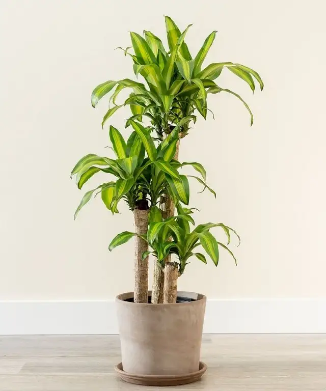 Chú ý các loại cây khắc mệnh Chú ý các loại cây khắc mệnh