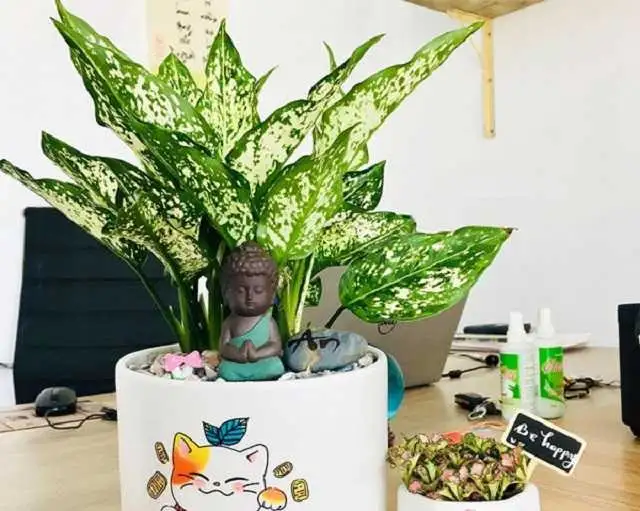 Lựa chon ngay cây ngọc ngân khi trang trí bàn làm việc người mệnh Thủy Lựa chon ngay cây ngọc ngân khi trang trí bàn làm việc người mệnh Thủy