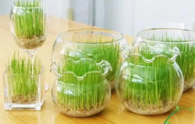 Người mệnh Thủy hợp trồng cây mầm xanh Người mệnh Thủy hợp trồng cây mầm xanh