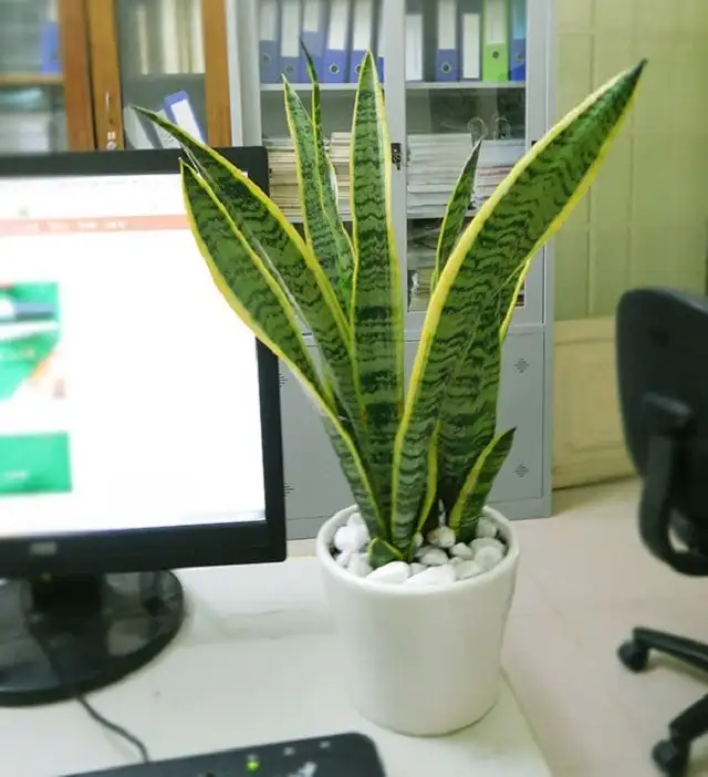 Người mệnh Thủy không nên bỏ qua cây lưỡi hổ khi trang trí bàn làm việc Người mệnh Thủy không nên bỏ qua cây lưỡi hổ khi trang trí bàn làm việc