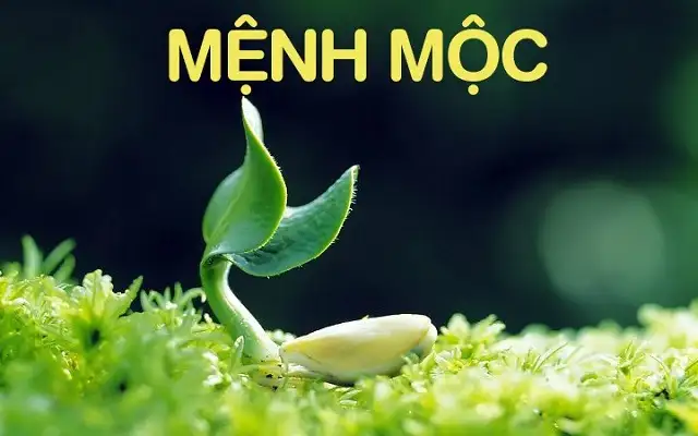 Sơ lược về người mệnh Mộc Sơ lược về người mệnh Mộc