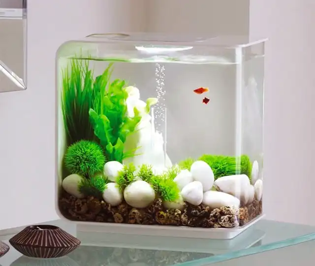 Trang trí bàn làm việc với bể cá mini Trang trí bàn làm việc với bể cá mini