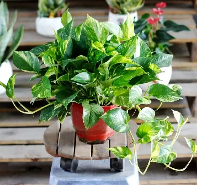 Vạn Niên Thanh Vạn Niên Thanh