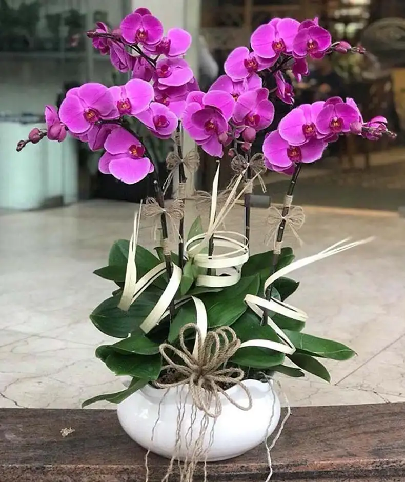 Cây lan hồ điệp Cây lan hồ điệp