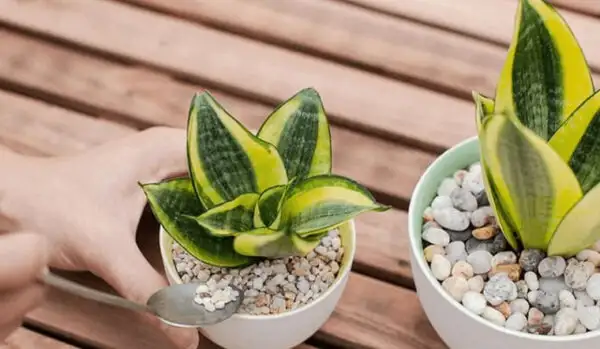 Cây lưỡi hổ Cây lưỡi hổ