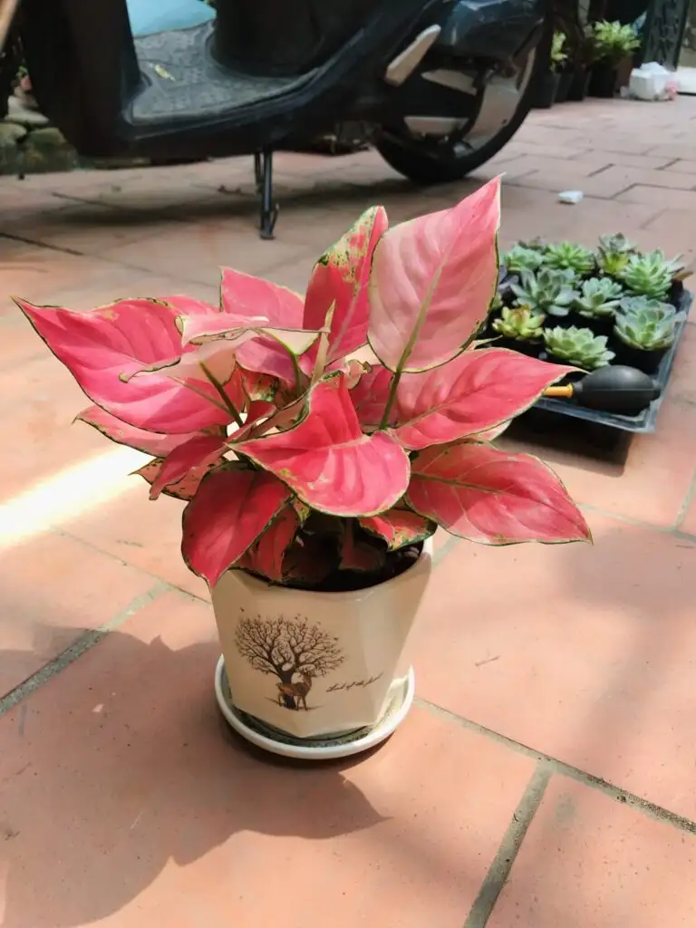 Cây vạn lộc Cây vạn lộc